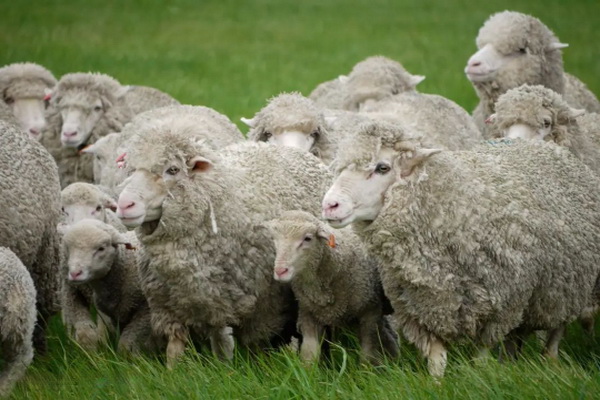 神奇的比耶拉，世界品牌集散地